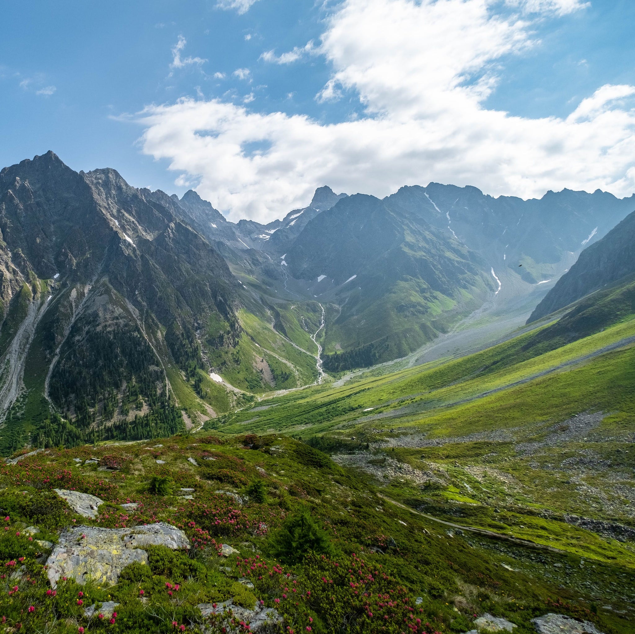 Austrijos ir Slovėnijos Alpės su šunimi
